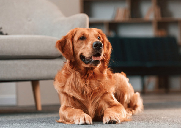 ペット飼育可能